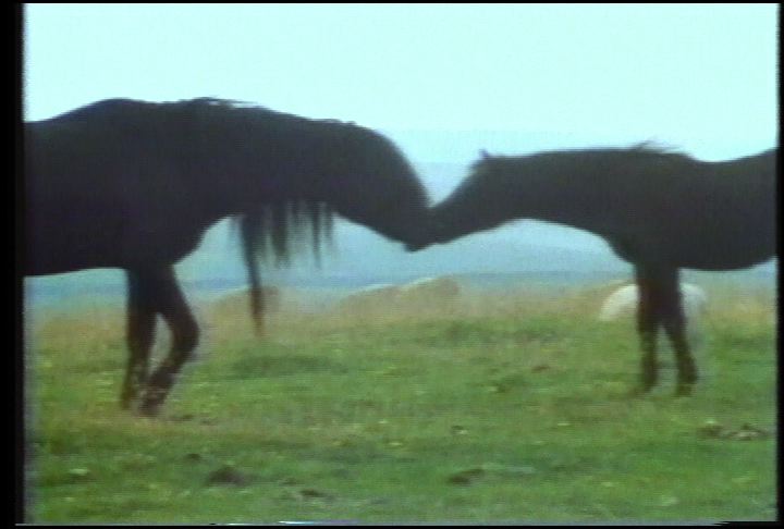still from Slow Gin Soul Stallion, by Animal Charm